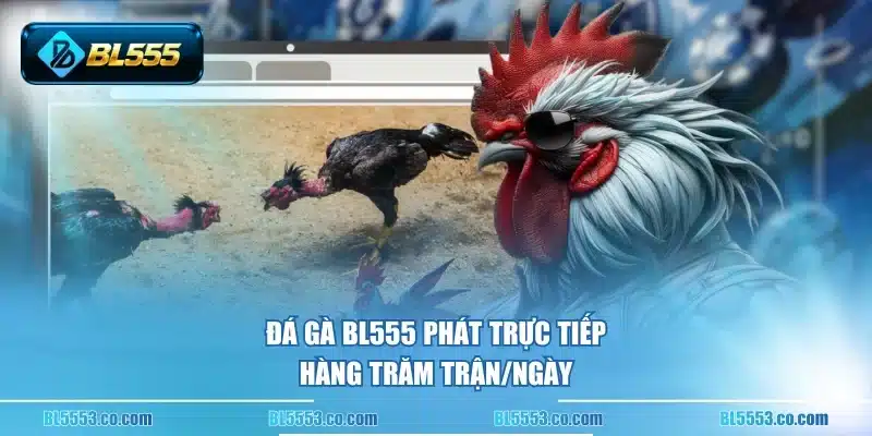 Đá gà BL555 phát trực tiếp hàng trăm trận/ngày