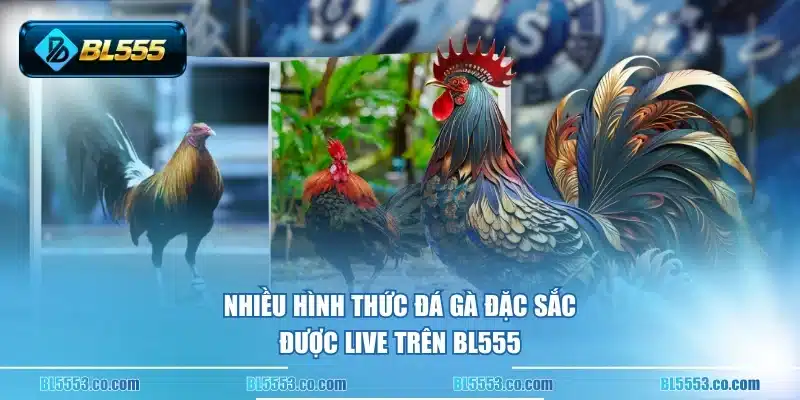 Nhiều hình thức đá gà đặc sắc được live trên BL555